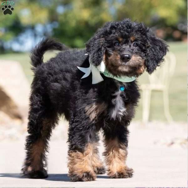 Minnie, Golden Mountain Doodle Puppy